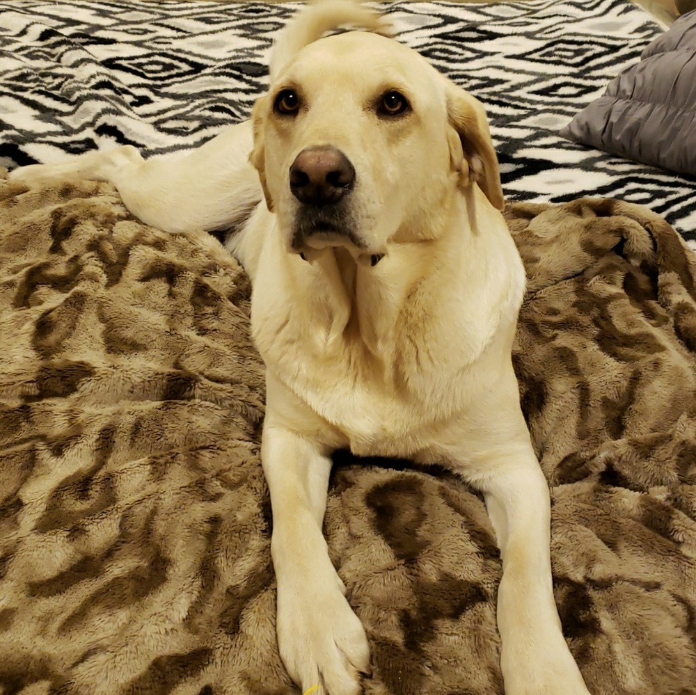 Meet your Posher, Porscha